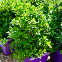 Viburnum tinus