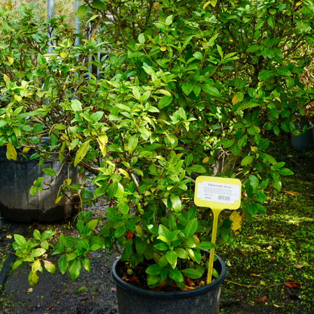 Viburnum tinus