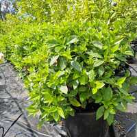 Viburnum tinus