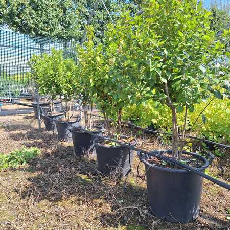 Viburnum tinus Eve Price