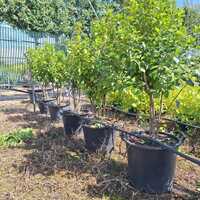 Viburnum tinus Eve Price