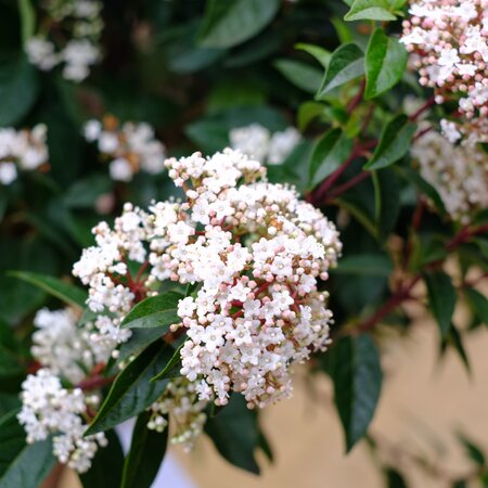 Viburnum tinus Eve Price - image 2