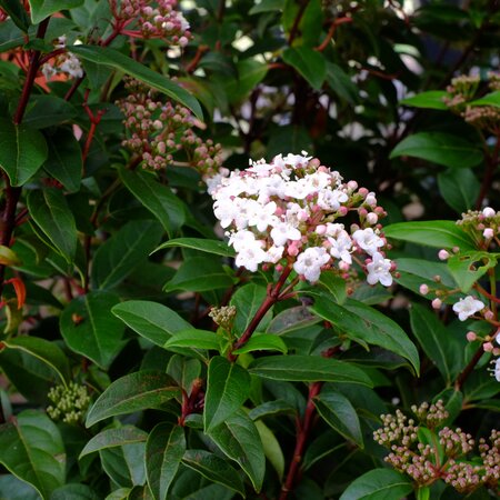 Viburnum tinus Eve Price