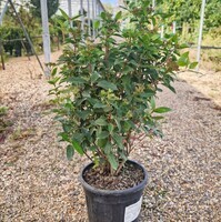 Viburnum tinus Eve Price - image 2