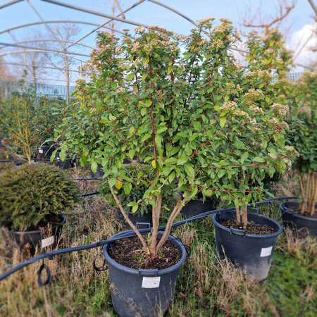 Viburnum tinus Eve Price
