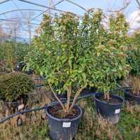 Viburnum tinus Eve Price