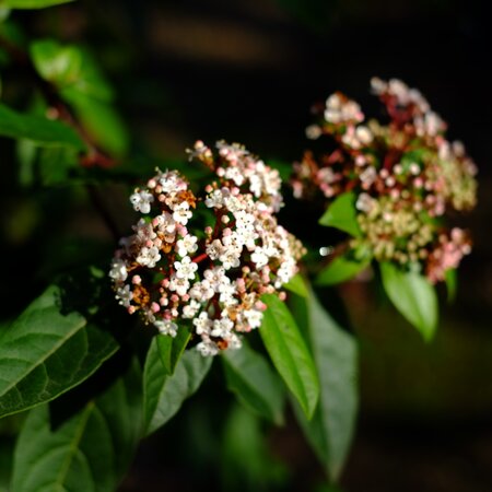 Viburnum tinus Eve Price