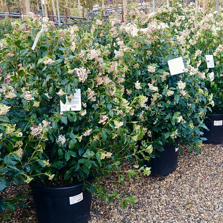 Viburnum tinus Eve Price