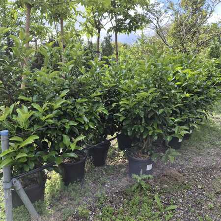 Viburnum tinus Lucidum