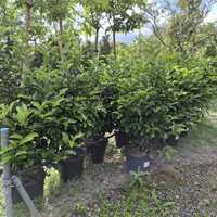Viburnum tinus Lucidum