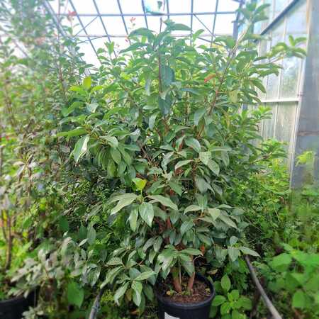 Viburnum tinus Lucidum