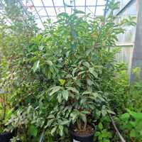 Viburnum tinus Lucidum