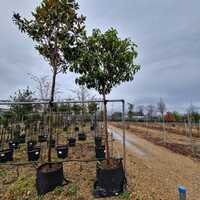 Viburnum tinus Lucidum