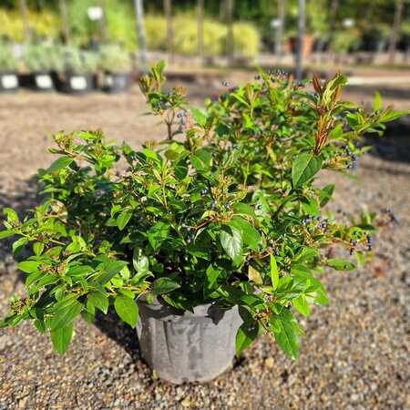 Viburnum tinus Spirit