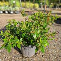 Viburnum tinus Spirit