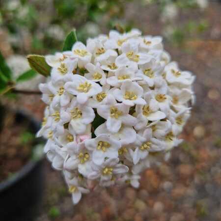 Viburnum x burkwoodii - image 1