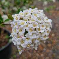 Viburnum x burkwoodii