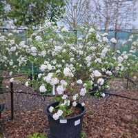 Viburnum x burkwoodii - image 2