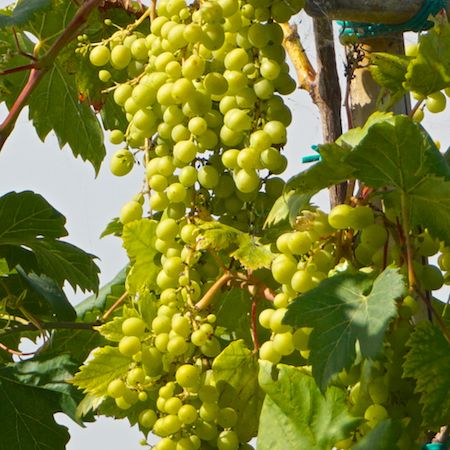 Vitis vinifera - image 1