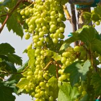 Vitis vinifera - image 1