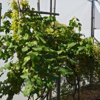 Vitis vinifera - image 2