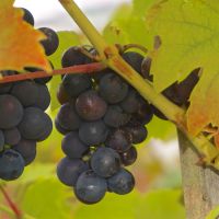 Vitis vinifera Brant - image 1