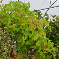 Vitis vinifera Brant - image 2