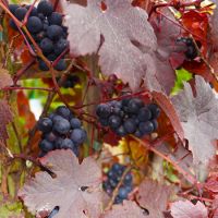 Vitis vinifera Purpurea - image 2