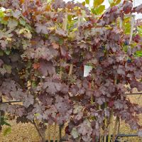 Vitis vinifera Purpurea - image 2