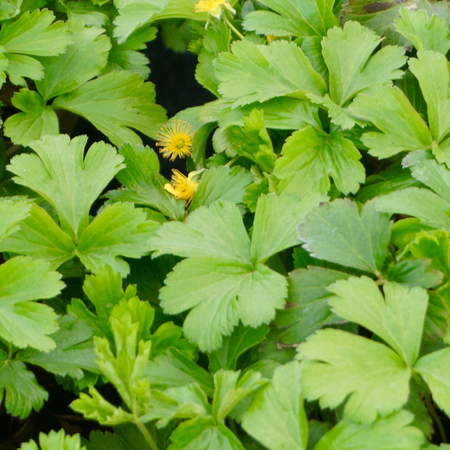 Waldsteinia ternata - image 2