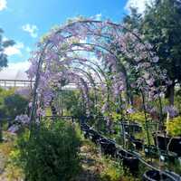 Wisteria bra. Okayama