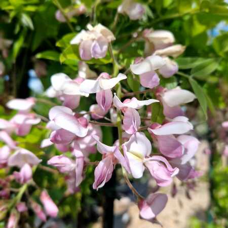 Wisteria bra. Showa-beni - image 2