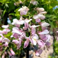 Wisteria bra. Showa-beni - image 2