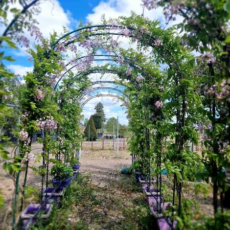 Wisteria bra. Showa-beni - image 1