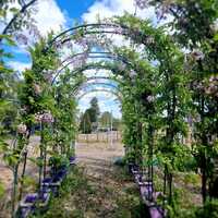 Wisteria bra. Showa-beni - image 1