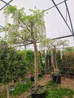 Wisteria floribunda alba Shiro-noda