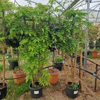 Wisteria floribunda Black Dragon