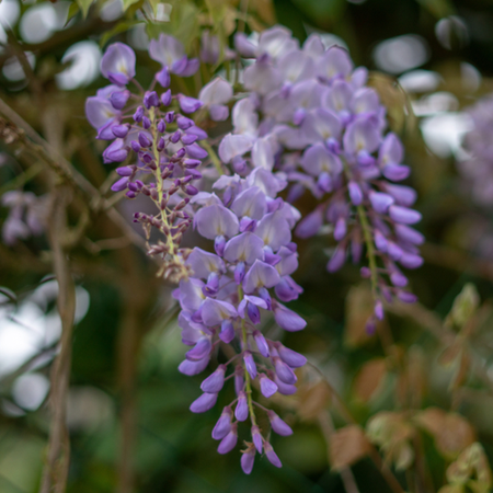 Wisteria floribunda Black Dragon | Order online @ Tendercare