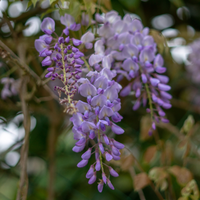Wisteria floribunda Black Dragon | Order online @ Tendercare