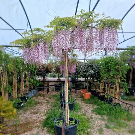 Wisteria floribunda Kuchi-beni - image 1
