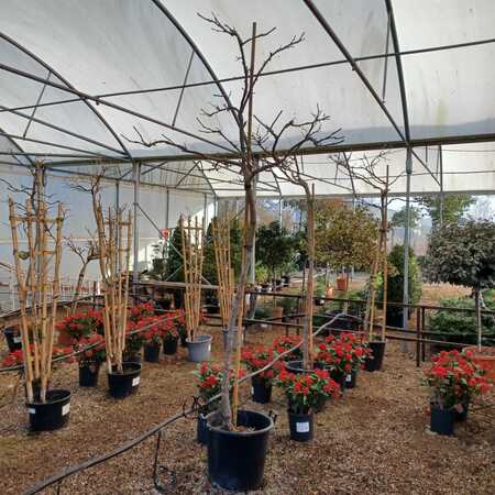 Wisteria floribunda Kuchi-beni - image 2