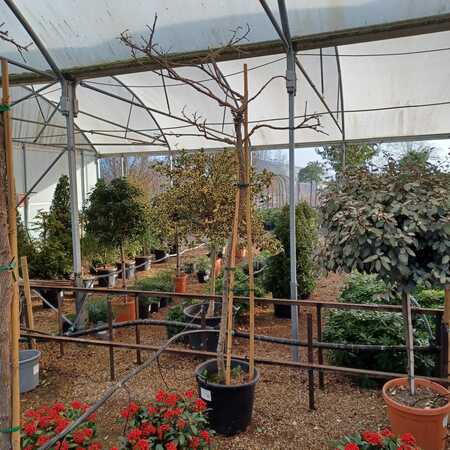 Wisteria floribunda Kuchi-beni - image 3