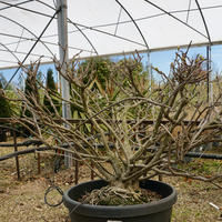 Wisteria floribunda White - image 2