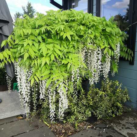 Wisteria floribunda White - image 1