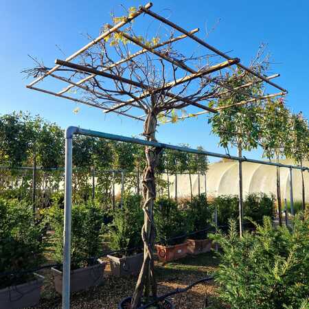 Wisteria Purple/White Multiplant