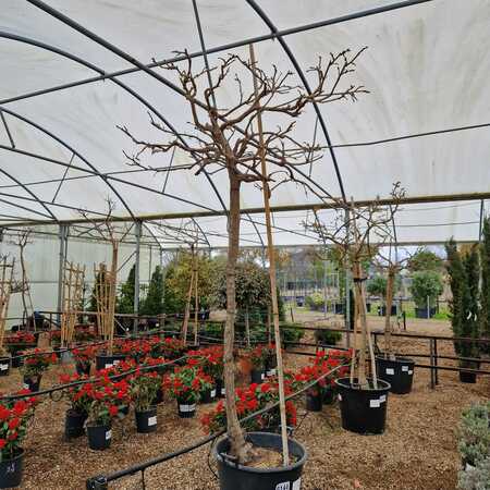 Wisteria Pink - image 2