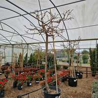 Wisteria Pink - image 2