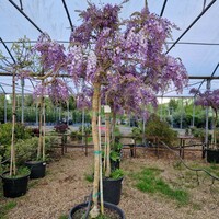 Wisteria sinensis - image 3