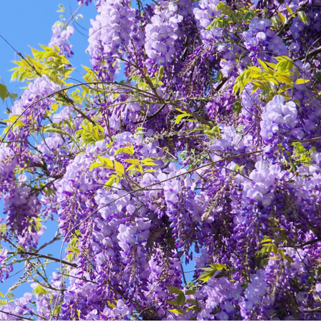 Wisteria sinensis | Order online @ Tendercare