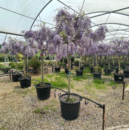 Wisteria sinensis - image 2